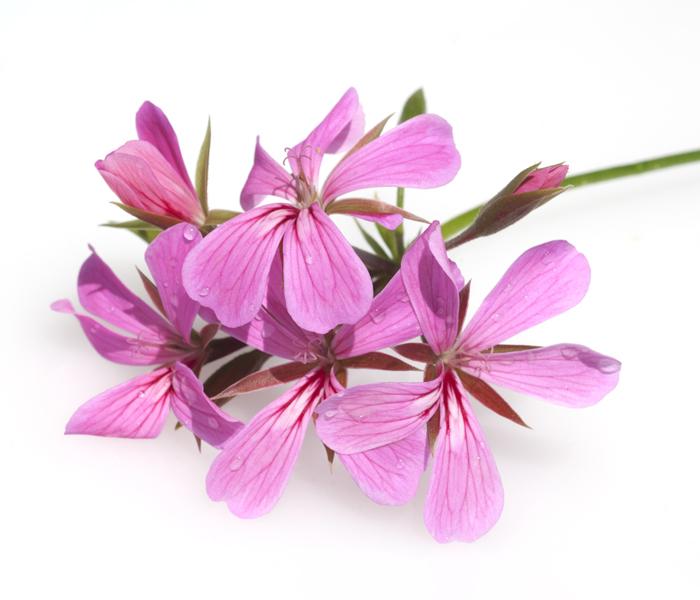 gellanium