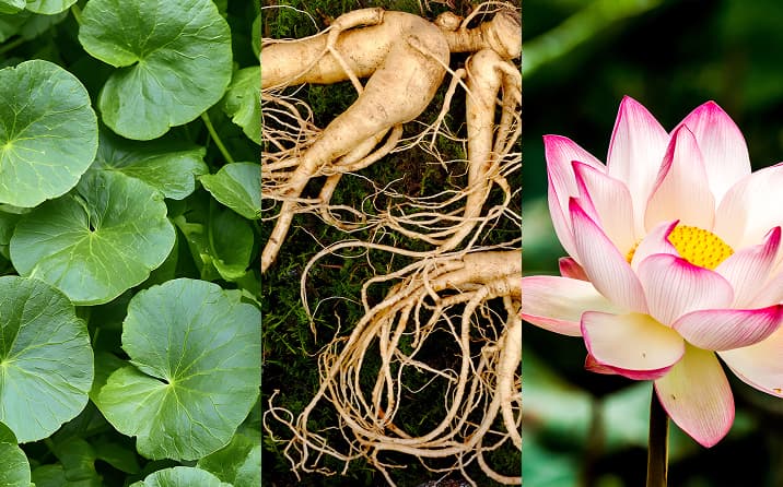 植物由来の3種のPDRN配合