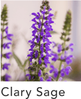 Clary Sage