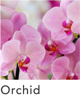 Orchid